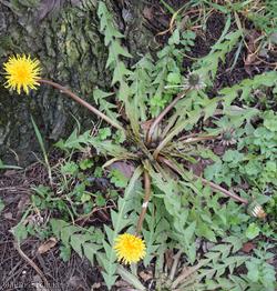 Ashley Down Road Dandelion
