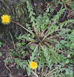 Ashley Down Road Dandelion