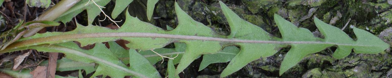 Ashley Down Road Dandelion
