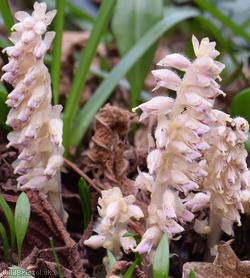 Common Toothwort