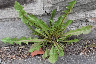 Ashley Down Road Celtica