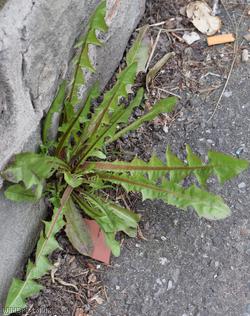 Ashley Down Road Celtica