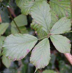 Pink-flowered Bramble