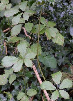 Pink-flowered Bramble