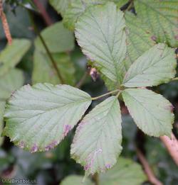 Pink-flowered Bramble