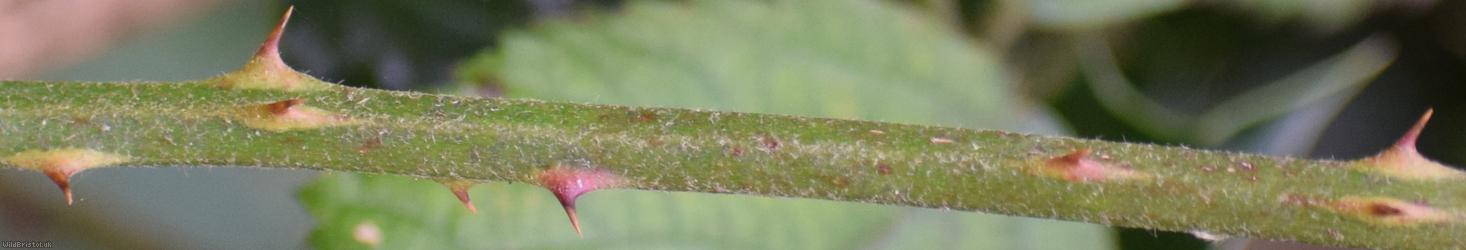 Pink-flowered Bramble