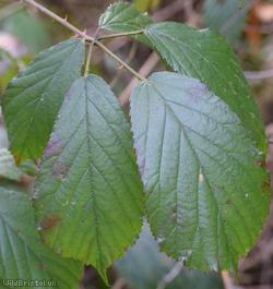 Pink-flowered Bramble