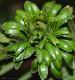 Yew Gall Midge