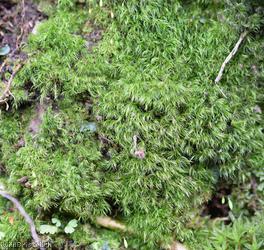 Silky Forklet-moss