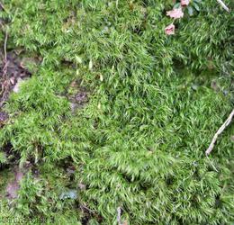 Silky Forklet-moss