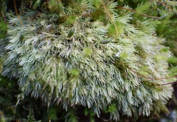 Wood White-moss