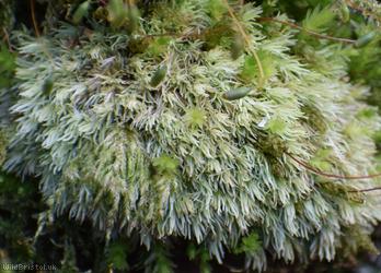 Wood White-moss