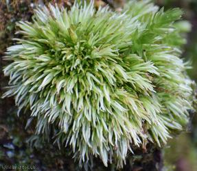 Wood White-moss