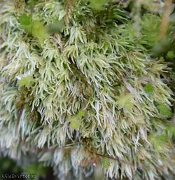 Wood White-moss