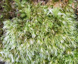 image for Wood White-moss