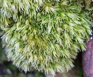 Wood White-moss