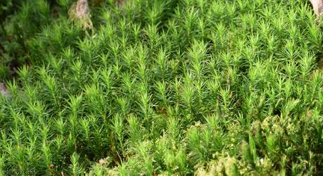 Common Haircap