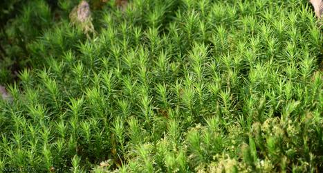 Common Haircap