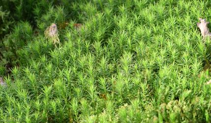Common Haircap