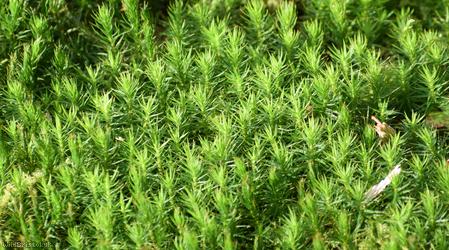 Common Haircap