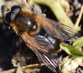 image for Red-horned Spring Blacklet