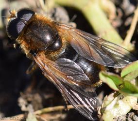 Red-horned Spring Blacklet