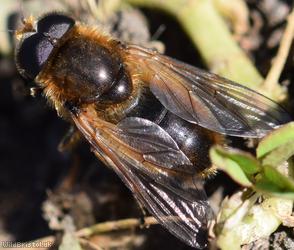 Red-horned Spring Blacklet