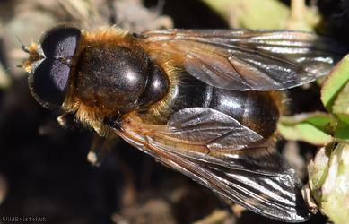 Red-horned Spring Blacklet