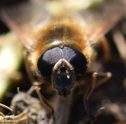 Red-horned Spring Blacklet