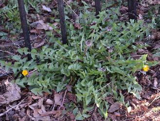 Bluish-bracted Dandelion