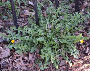Bluish-bracted Dandelion