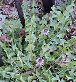Bluish-bracted Dandelion