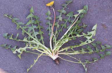 Bluish-bracted Dandelion