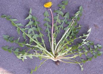 image for Bluish-bracted Dandelion