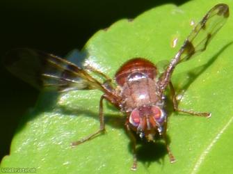 Honeysuckle Picturewing