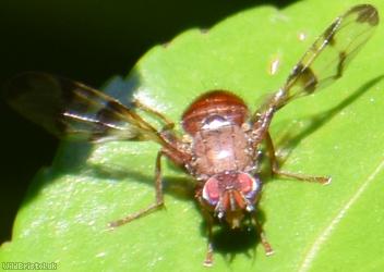 Honeysuckle Picturewing