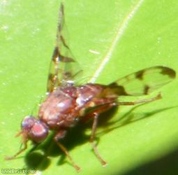 Honeysuckle Picturewing