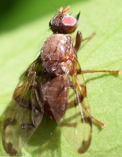 Honeysuckle Picturewing