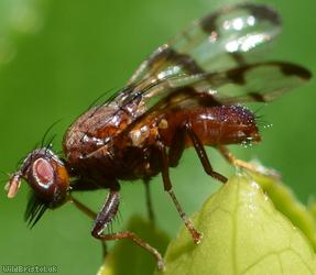 Honeysuckle Picturewing