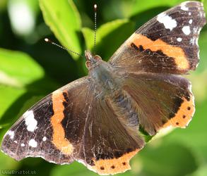 Red Admiral
