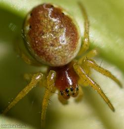 Six-spotted Orbweaver