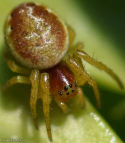 image for Six-spotted Orbweaver