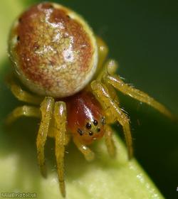 Six-spotted Orbweaver