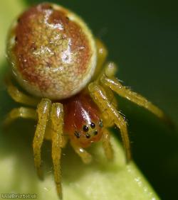 Six-spotted Orbweaver