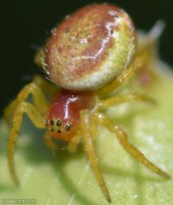 Six-spotted Orbweaver