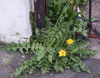 image for Tailed Dandelion