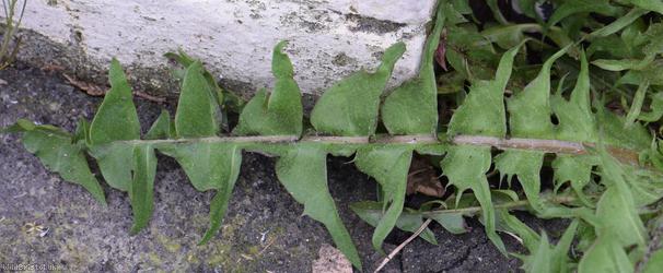 Tailed Dandelion