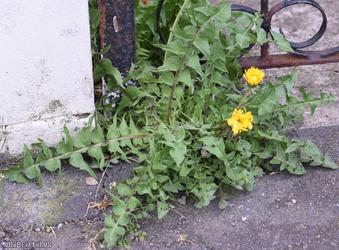 Tailed Dandelion