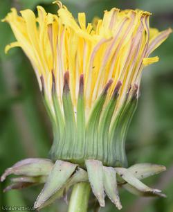 Tailed Dandelion