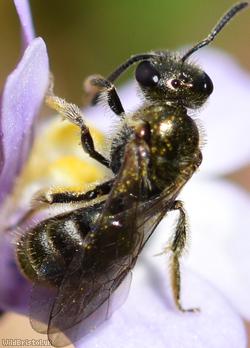 Smeathman's Furrow-bee